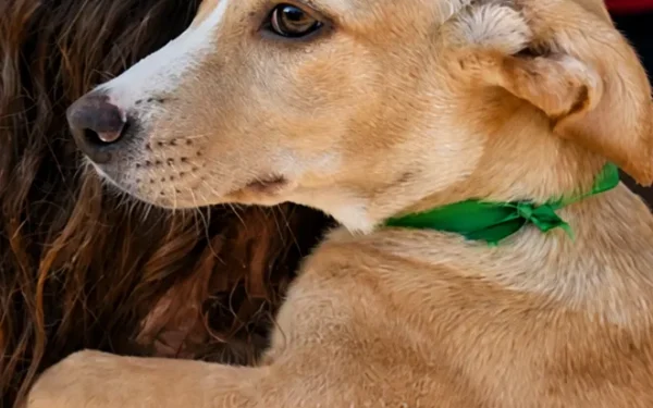 Maricá lança catálogo digital para adoção de cães e gatos