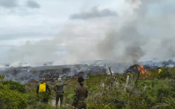 Fogo na Restinga de Massambaba mobiliza equipes e preocupa pesquisadores em Arraial do Cabo